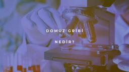 Domuz Gribi Nedir?