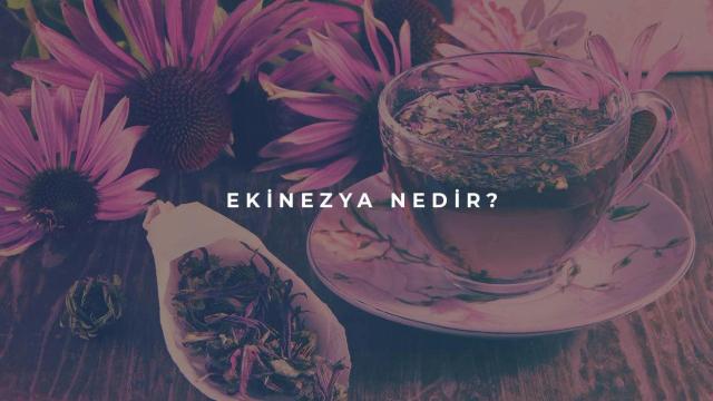 Ekinezya Nedir?