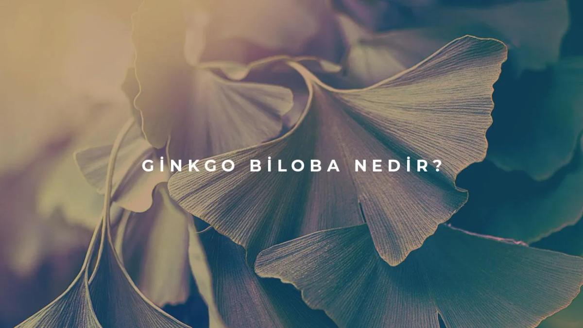 Ginkgo Biloba Nedir?