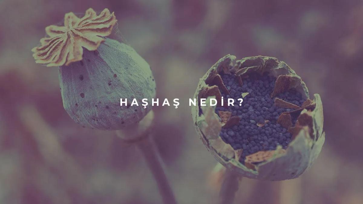 Haşhaş Nedir?