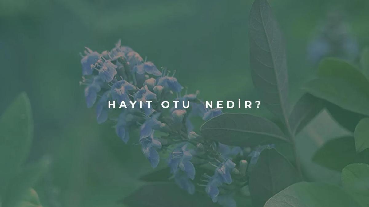 Hayıt Otu Nedir?