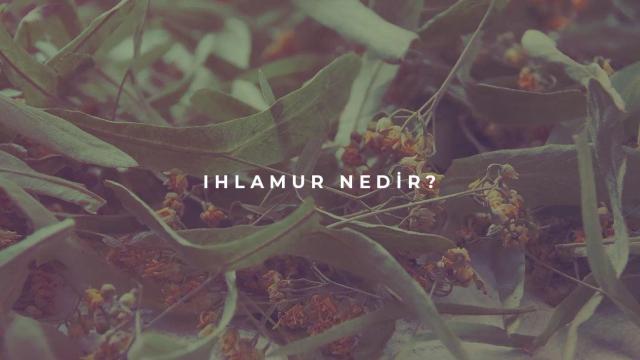 Ihlamur Nedir?