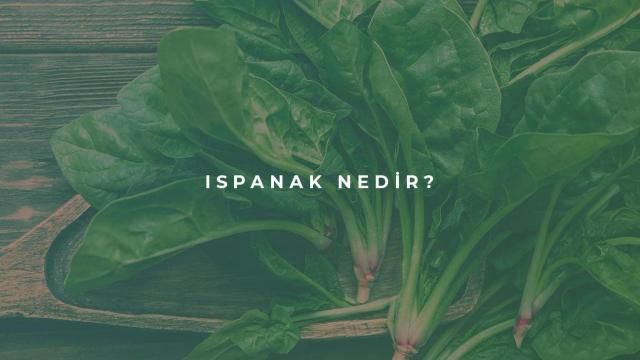 Ispanak Nedir?