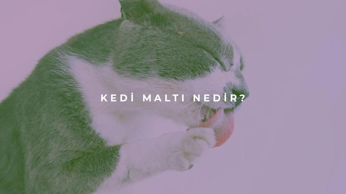 Kedi Maltı Nedir?