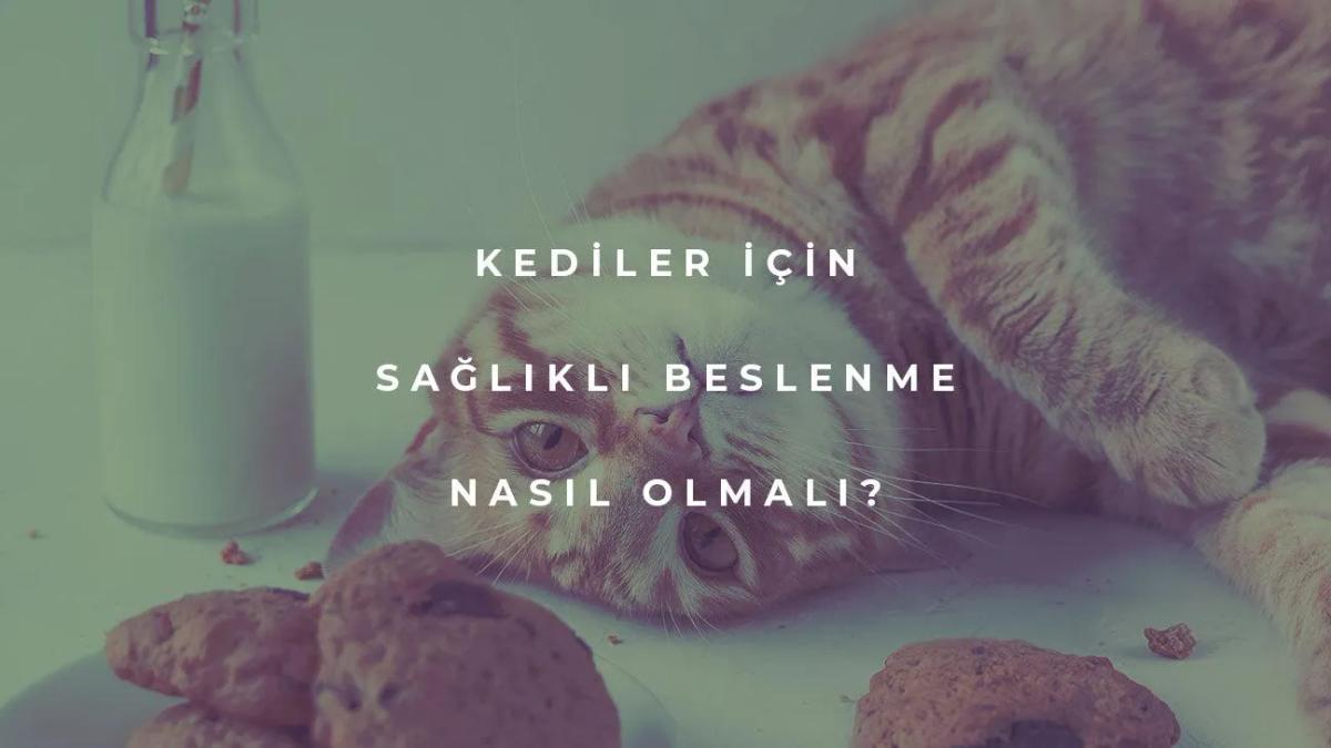 Kediler İçin Sağlıklı Beslenme Nasıl Olmalı?