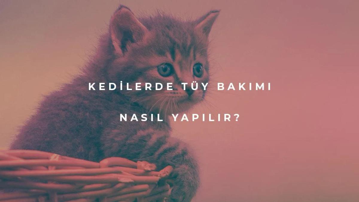 Kedilerde Tüy Bakımı Nasıl Yapılır?