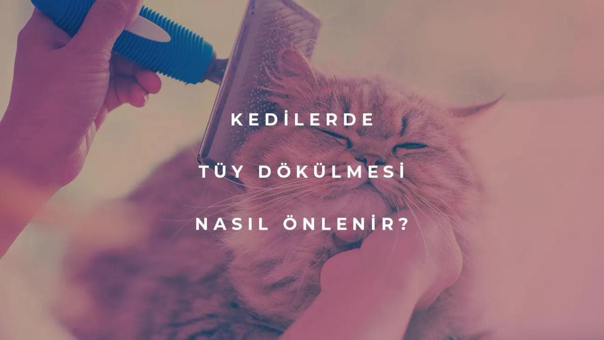 Kedilerde Tüy Dökülmesi Nasıl Önlenir?