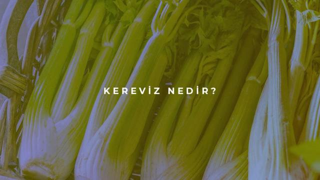 Kereviz Nedir?