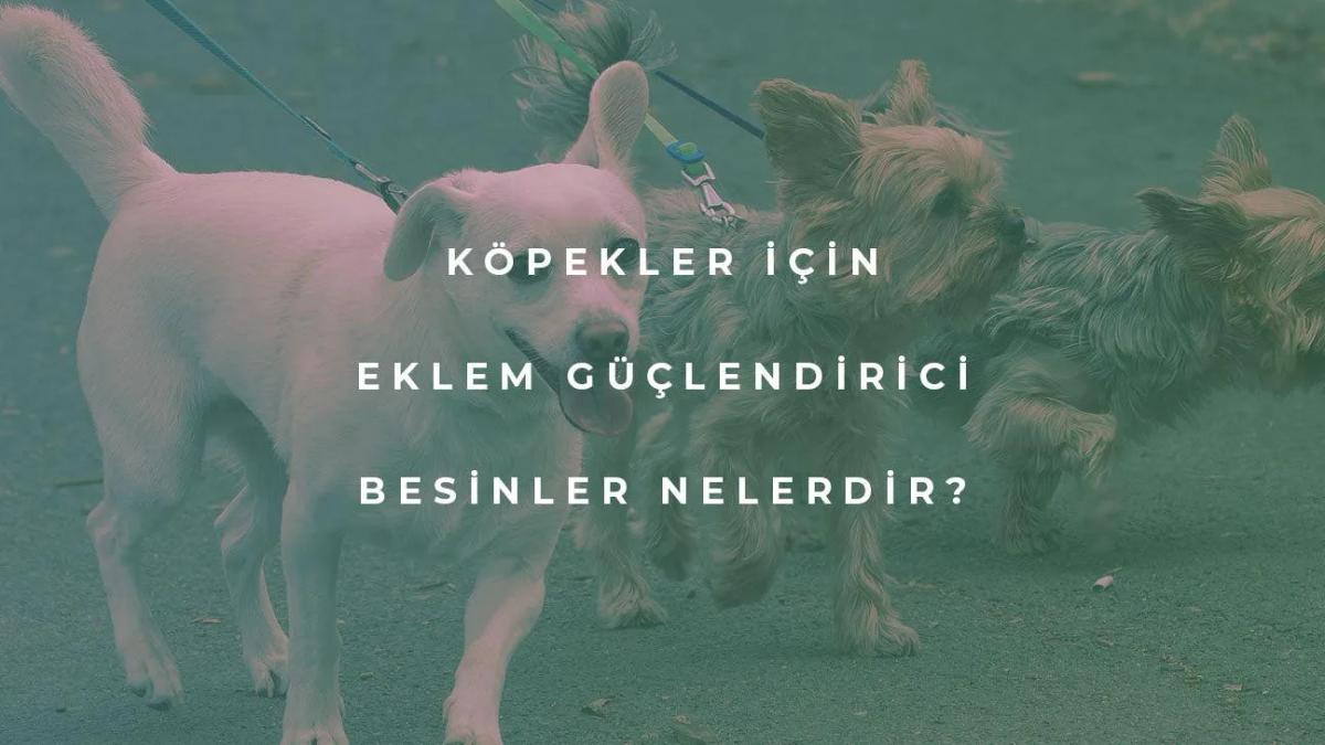 Köpekler İçin Eklem Güçlendirici Besinler Nelerdir?