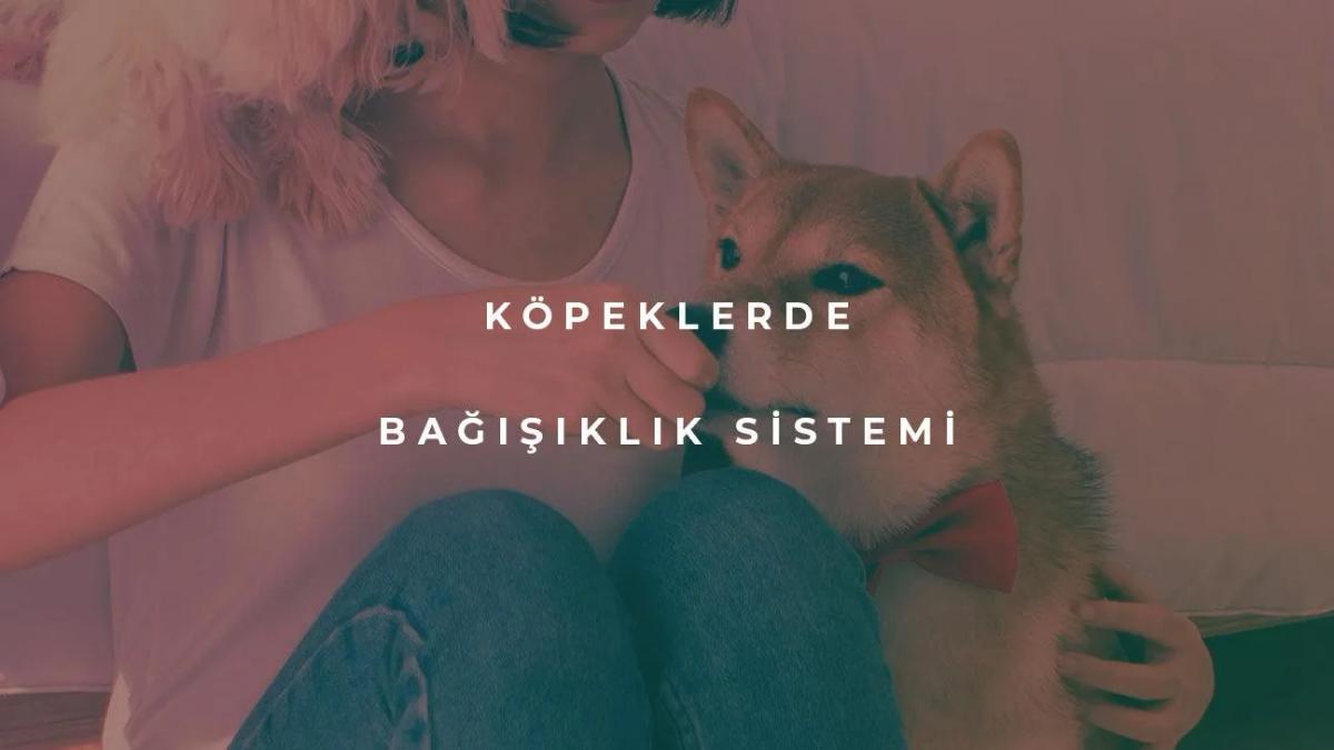 Köpeklerde Bağışıklık Sistemi