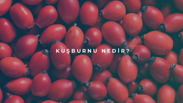 Kuşburnu Nedir?