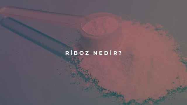 Riboz Nedir?