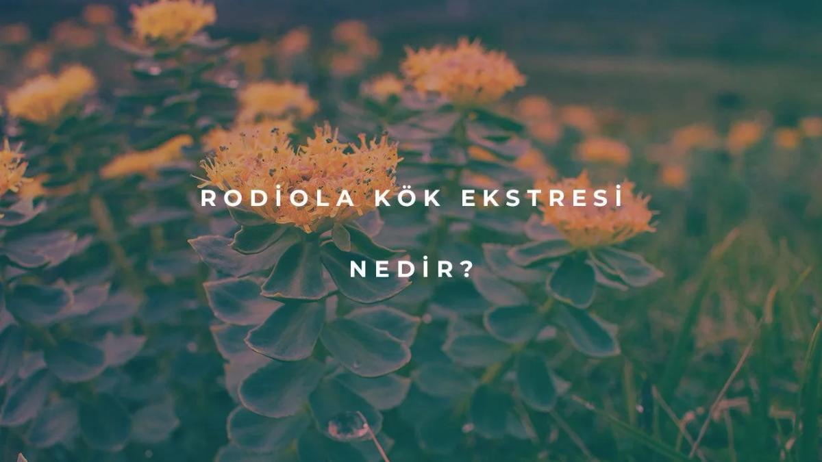 Rodiola Kök Ekstresi Nedir?