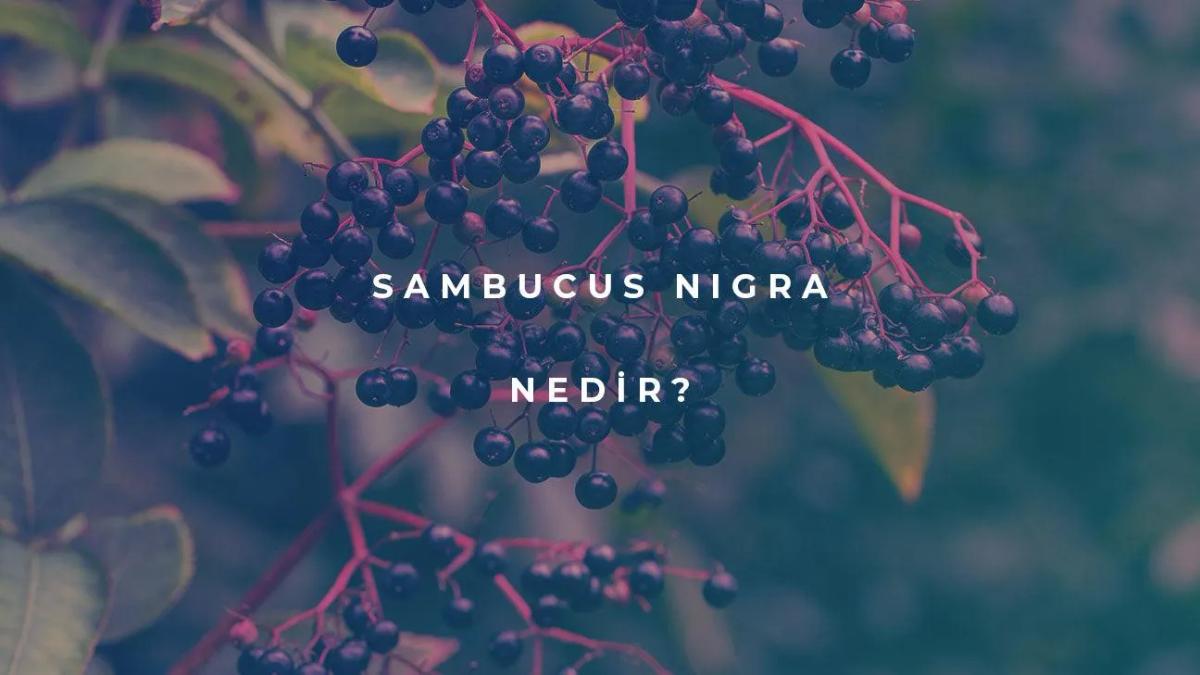 Sambucus Nigra Nedir?