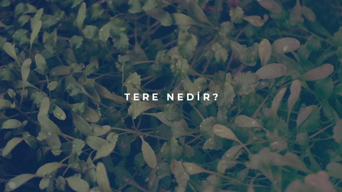 Tere Nedir?