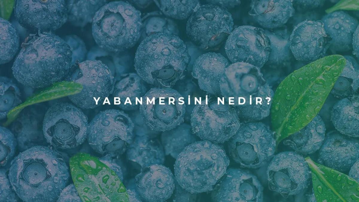 Yaban Mersini Nedir?